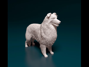 Collie 3D Print Model