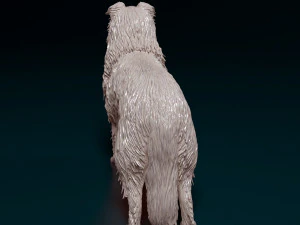 Collie 3D Print Model
