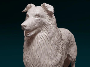 Collie 3D Print Model