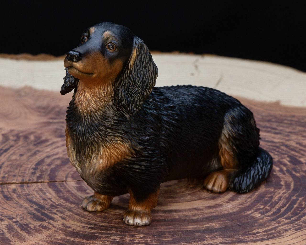 long haired mini doxie long haired mini doxie