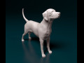 Dalmatian dog 3D प्रिंट मॉडल