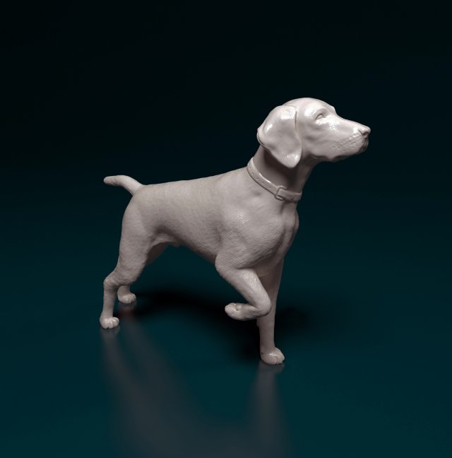 Deutsch Kurzhaar Modelo de Impressão 3D .c4d .max .obj .3ds .fbx .stl .blend 