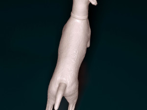 Deutsch Kurzhaar Modelo de Impressão 3D