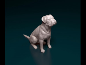 Dogue de Bordeaux 3D Print Model