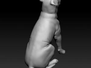 Dogue de Bordeaux 3D Print Model