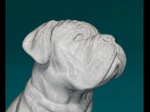 Dogue de Bordeaux 3D Print Model