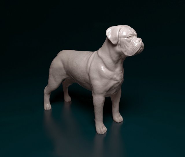Dogue do Bordeaux Modelo de Impressão 3D .c4d .max .obj .3ds .fbx .stl .blend 