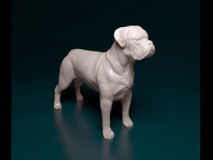 Dogue do Bordeaux Modelo de Impressão 3D