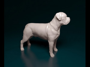 Dogue do Bordeaux Modelo de Impressão 3D