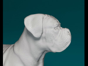 Dogue do Bordeaux Modelo de Impressão 3D