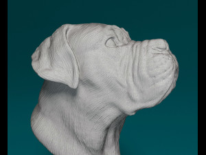 Dogue do Bordeaux bust 3D Print Model