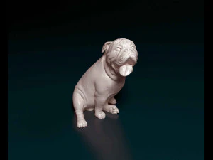 English Bulldog with tongue 3D Print Model