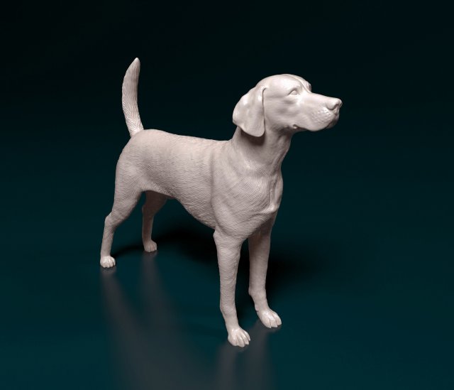 English Foxhound dog Modello di stampa 3D .c4d .max .obj .3ds .fbx .stl .blend 