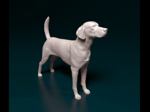 English Foxhound dog 3D Print Model