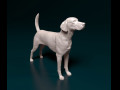 English Foxhound dog 3D प्रिंट मॉडल