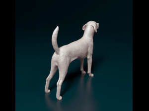 English Foxhound dog Modello di stampa 3D