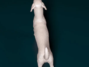 English Foxhound dog 3D Print Model