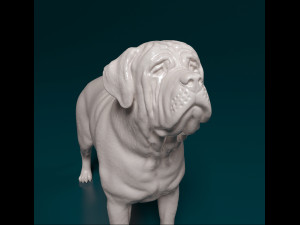 English Mastiff Modèles 3D en vedette