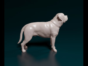 English Mastiff Modèles 3D en vedette