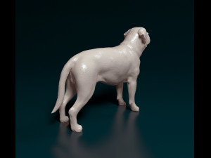 English Mastiff Modèles 3D en vedette
