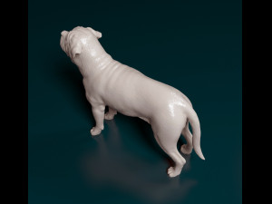 English Mastiff Modèles 3D en vedette