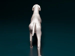 English Pointer 3D Print Model
