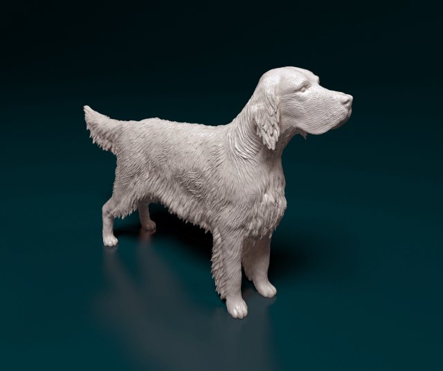 English Setter Modello di stampa 3D .c4d .max .obj .3ds .fbx .stl .blend 