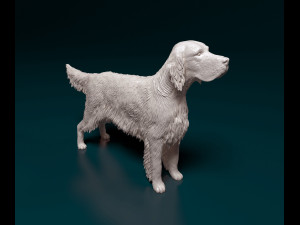 English Setter 3D Print Model