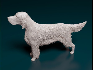 English Setter Modello di stampa 3D