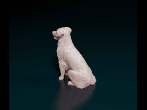 Labrador x Border Collie Modèles 3D en vedette