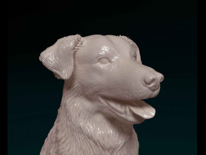 Labrador x Border Collie Modèles 3D en vedette