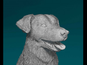 Labrador x Border Collie Modèles 3D en vedette