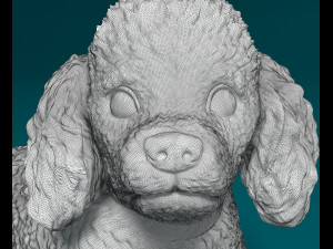 Toy Poodle lying down Model do druku 3D