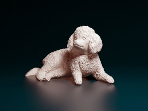 Toy Poodle lying down Model do druku 3D