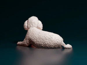 Toy Poodle lying down 3D Print Model
