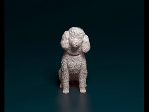 Toy Poodle sitting 3D Print Model