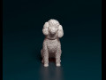 Toy Poodle sitting 3D प्रिंट मॉडल