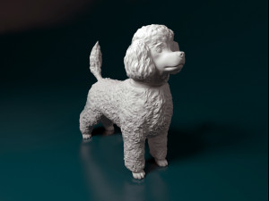 Toy Poodle 3D 프린트 모델