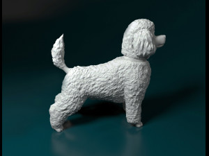 Toy Poodle 3D 프린트 모델
