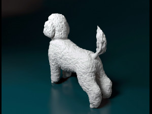 Toy Poodle 3D 프린트 모델
