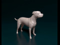Staffordshire bull terrier x American bulldog 3D प्रिंट मॉडल