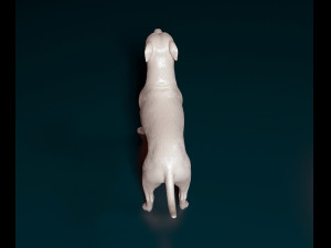 Staffordshire bull terrier x American bulldog Modelo de Impressão 3D