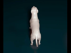 Staffordshire bull terrier x American bulldog 3D Print Model