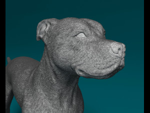 Staffordshire bull terrier x American bulldog Modelo de Impressão 3D
