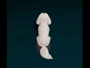 Shih Tzu sitting 3D-printmodel