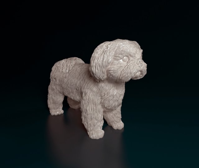 Shih Tzu Modelo de Impressão 3D .c4d .max .obj .3ds .fbx .stl .blend 