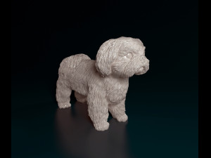 Shih Tzu 3D Print Model