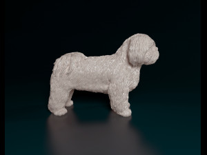 Shih Tzu Modelo de Impressão 3D