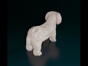 Shih Tzu 3D Print Model