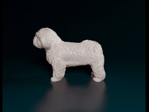 Shih Tzu Modelo de Impressão 3D
